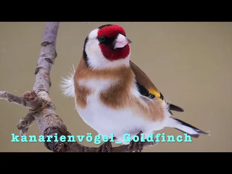 Download MP3 Stieglitz Gesang 🎤- zum Training der eignen Vögel !! 🐣