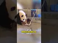 Download Lagu Ibu panda ini ga sadar kalau dia ngelahirin anak kembar🫣