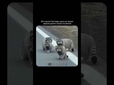 Манул (Otocolobus manul) — одна из самых необычных и скрытных диких кошек в мире...