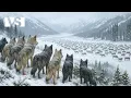 Download Lagu INVIERNO EXTREMO EN ALASKA | Supervivencia en el Invierno Más Cruel de Norteamérica - Docu