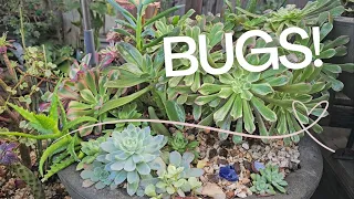 BEST Way to Remove BUGS from Your Yard This Fall!
