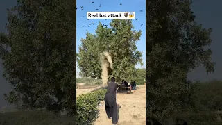 حمله خفاش واقعی پرندگان     خفاش  حمله  کشاورزی  شکار  پرندگان دندنها