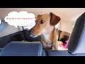 Dog friendly places in Mesa Arizona