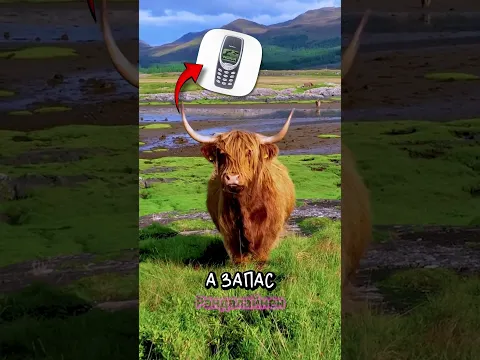 Почему телята хайлендов такие пушистые 🤗