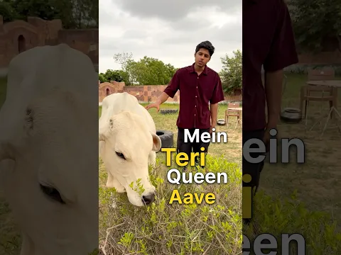 Vrinda ko Disturb kr diya😱 #cowsblike #talkingcow