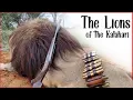 Download Lagu Op leeuwen jagen in de Kalahari 2022. Dat is Africa Safaris.