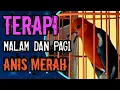 SUARA TERAPI ANIS MERAH di pagi hari, memancing anis merah lemas jadi ngotot bunyi