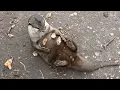 Otter Juggles Rocks