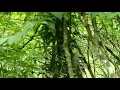 Download Lagu suara anjing-anjing pemburu menyenangkan hati tuannya berburu di sei ruyuang!!