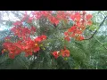 Lagu [HD1080p] Bunga Flamboyan sebagai perindang jalan merekah sangat indah