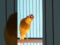 Download Lagu masteran KENARI bikin emosi #kenarigacor #kenari #canary #canario #canarias #canarysinging #kenariys