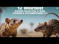 Lagu Qatar: 12 vreemdste dieren die alleen in Qatar voorkomen | Documentaire over wilde dieren