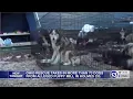 Ohio rescue takes in more than 70 dogs from alleged puppy mill in Holmes Co