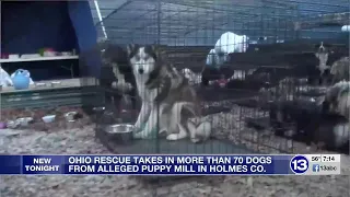 Ohio rescue takes in more than 70 dogs from alleged puppy mill in Holmes Co