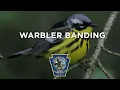 Download Lagu Zangvogelbanden en nanotags