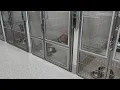 Nebraska Humane Society marks 151 years with free pet adoptions
