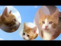 【eテレ0655】どうしてそんな名前ですのん？ハワイ猫リオナ Why is it such a name?