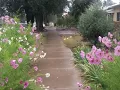 Rainy Sidewalk Flowers - for GIF