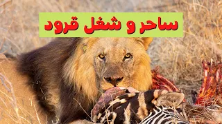                                                                  دندنها