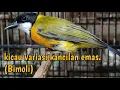 Download Lagu KICAU BURUNG KANCILAN EMAS (BIMOLI)