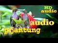 Download Lagu raja tembak!! pijantung gunung gacor//nembak rapat