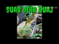 Download Lagu suara pikat merbah lekir