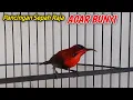 Download Lagu sepah raja gacor cari lawan - pancingan sepah raja agar bunyi
