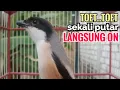 Download Lagu yang di cari suara cendet gacor pagi siang sore FULL ISIAN sekali putar bikin cendet langsung NYAUT