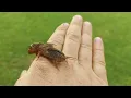 Mole cricket sings on my hand