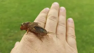 Mole cricket sings on my hand