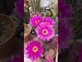 Download Lagu Cacti are blooming! Every single one is unique. These beautiful things by Mother Nature!