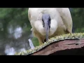 Virtual Education Wading Birds
