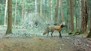 did an injured mom red fox spread her pups out because of the coyote