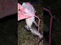 Catch and release catfish