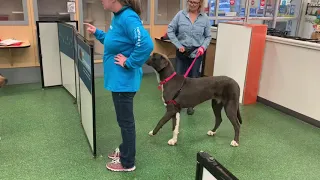 Petco Group Class