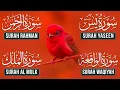 Lagu Peaceful Surah Yaseen (Yasin) | Surah Rahman | Surah Waqiah | Surah Mulk Soothing Quran Recitation