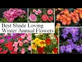 Download Lagu Best Winter Flowers For Low Sunlight/ Shade Loving Winter Flowering Plants, Annual flowers for shade