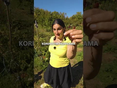 Dva Načina Da UMNOŽITE Maline