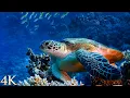 12HR Ambient Underwater 4K Nature Relaxation Film Treasures of the Ocean - Colorful Sea Life