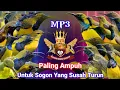 MP3 SUARA PIKAT SOGOK ONTONG TERBARU || SUARA PIKAT SOGON SUSAH TURUN !!!!