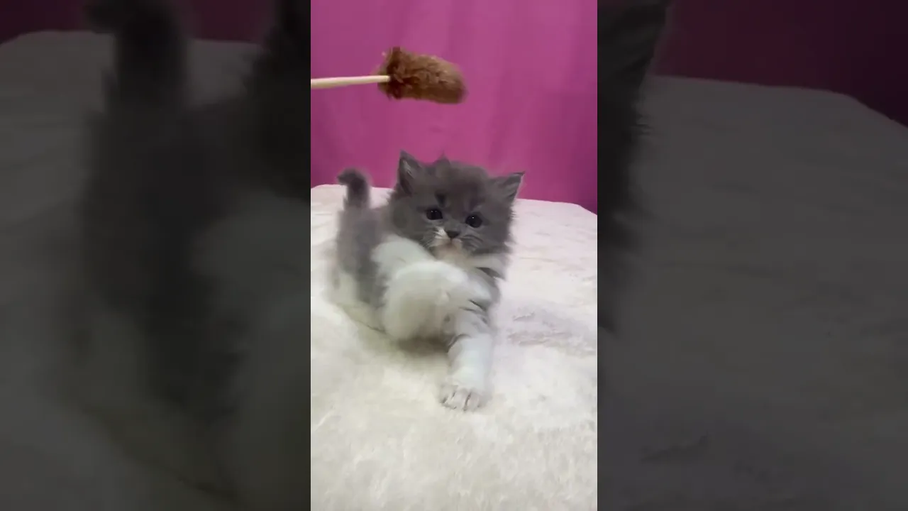 動画