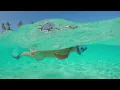 Deep Healing Music: Release Toxic Energy With This Tropical Paradise (Jason Stephenson)