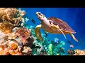 Download Lagu Deep Healing Music: Release Toxic Energy With This Tropical Paradise (Jason Stephenson)