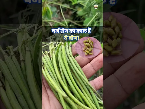 भयंकर दाद खाज का  इलाज! Chakramard Benefitsचक्रमर्द पवाड़ Cassia tora
