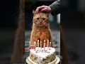 Download Lagu Shabby Cat Gets a Birthday Cake 🎂🐱✨#cat #birthday #kitten #cake #hope #love #shorts
