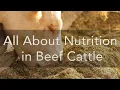 All About Nutrition in Beef Cattle