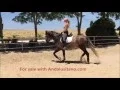 Download Lagu Talamus PRE Gelding 2012