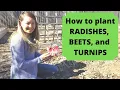 Planting RADISHES BEETS and TURNIPS - cool-weather root vegetables