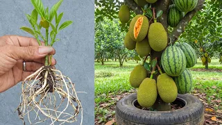 Easy way to propagate jackfruit trees with watermelons to produce 100% fruit together