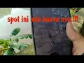 Download Lagu Gila !! Ada buayanya di spot ini // paser mania